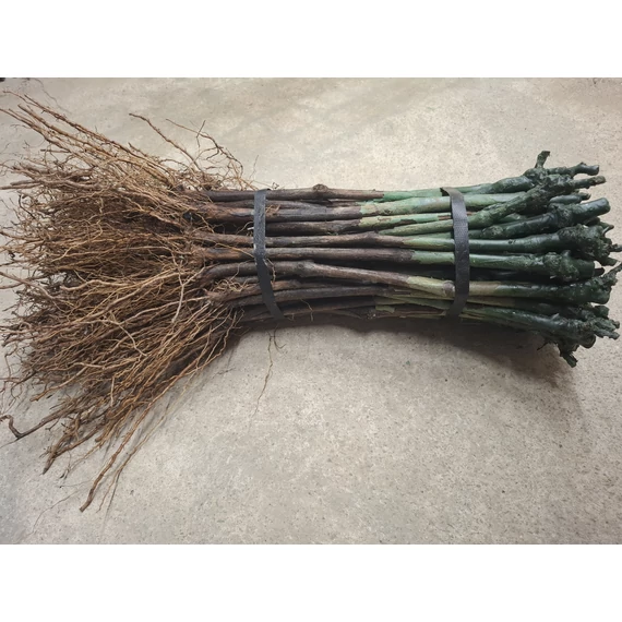 Valek szőlőoltvány