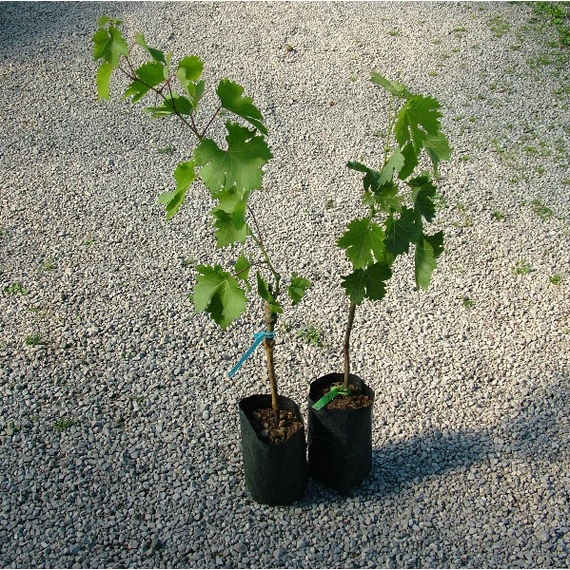 Valek szőlőoltvány