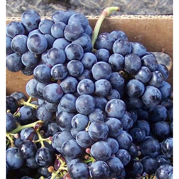 Cabernet Franc szőlőoltvány