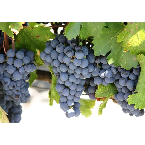 Cabernet Sauvignon szőlőoltvány