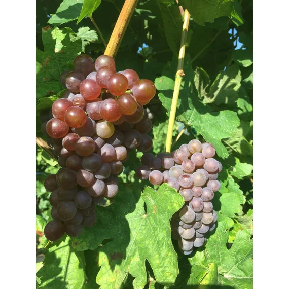 Piros Vertelini szőlőoltvány