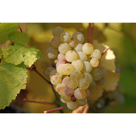 Rajnai Rizling szőlőoltvány