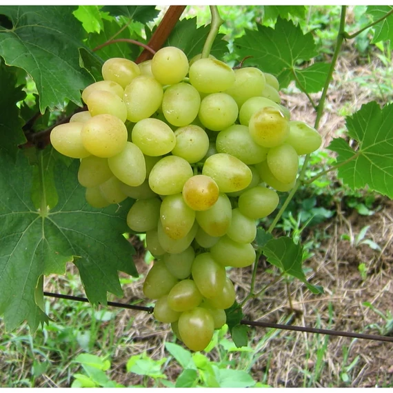 Árkádija szőlőoltvány