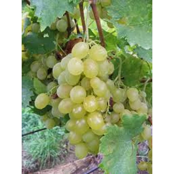 Attila szőlőoltvány