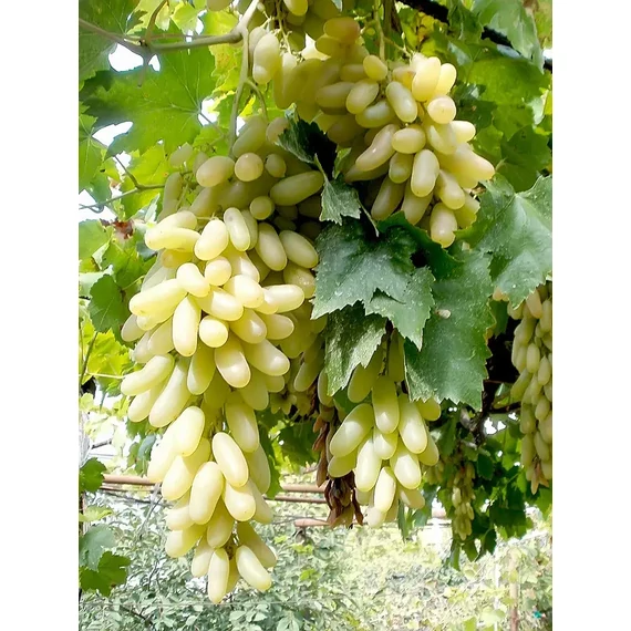 Ázsia szőlőoltvány