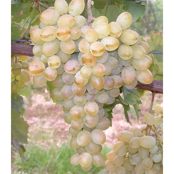 Belgrádi magvatlan szőlőoltvány