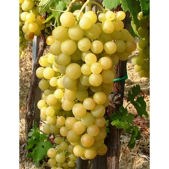 Boglárka szőlőoltvány