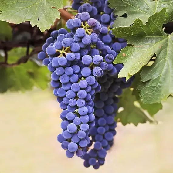 Merlot szőlőoltvány