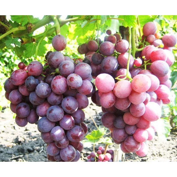 Cardinal szőlőoltvány