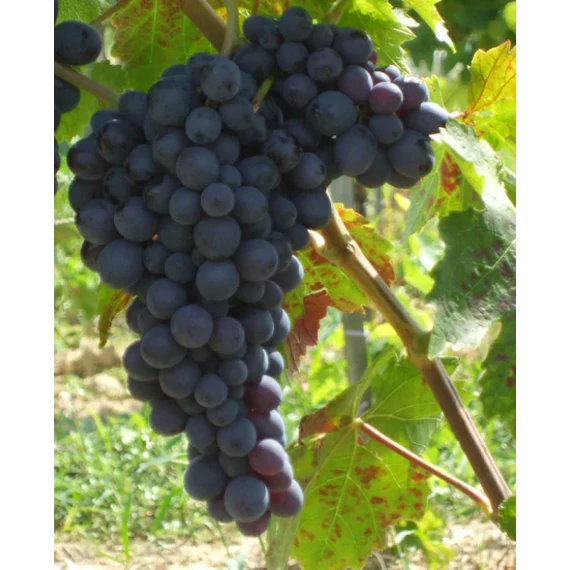 Conegliano Adria szőlőoltvány