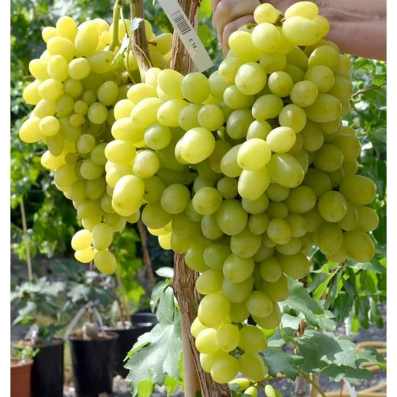 Dolgozdannij szőlőoltvány