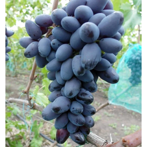 Etalon szőlőoltvány