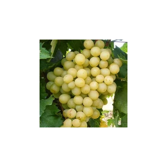 Favorit szőlőoltvány