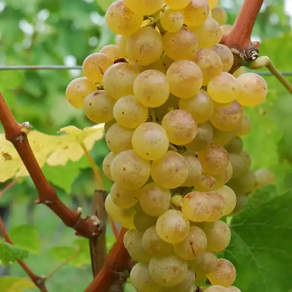 Fehér Chasselas szőlőoltvány