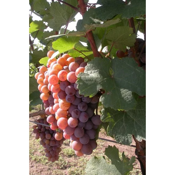 Generosa szőlőoltvány