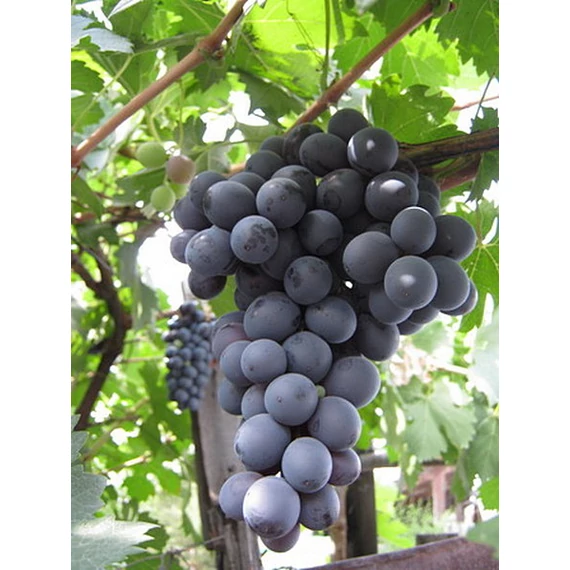 Guzál Kara szőlőoltvány