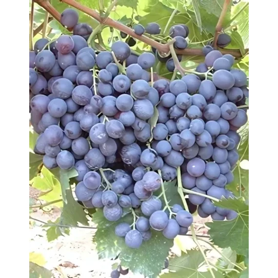 Hamburgi muskotály szőlőoltvány