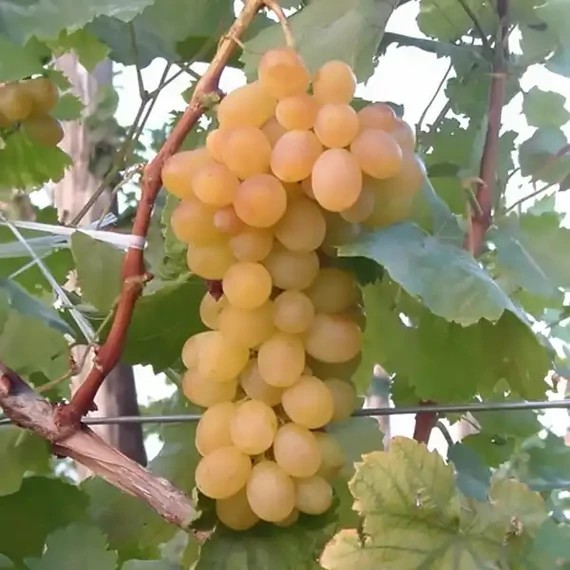 Helikon szépe szőlőoltvány