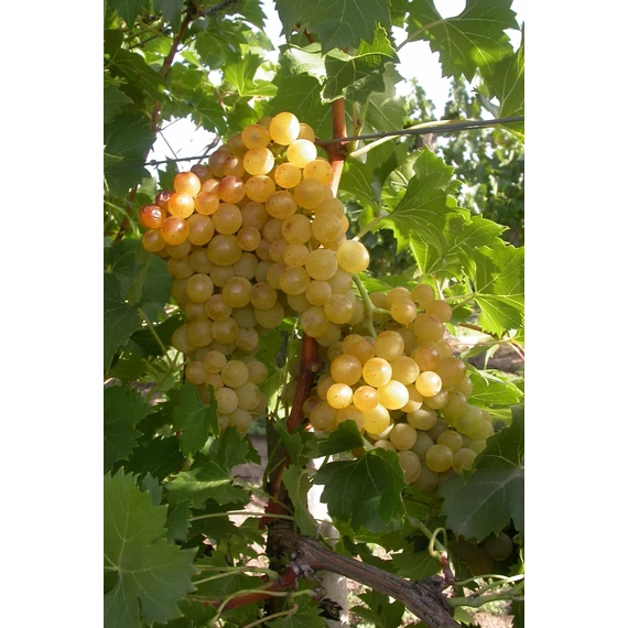 Hibernal szőlőoltvány