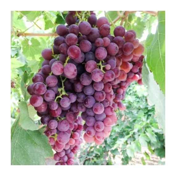 Japán Izabella szőlőoltvány