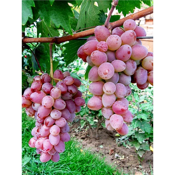 Jupiter szőlőoltvány