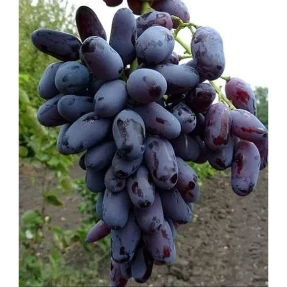 Katalonia szőlőoltvány