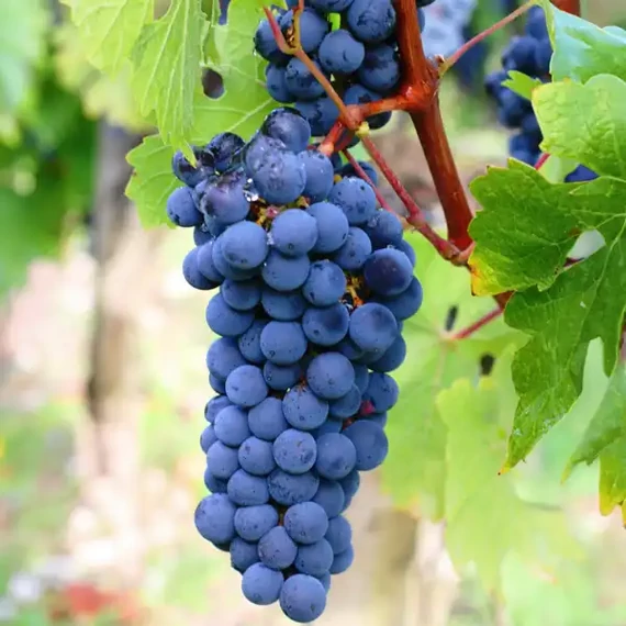 Kékfrankos szőlőoltvány