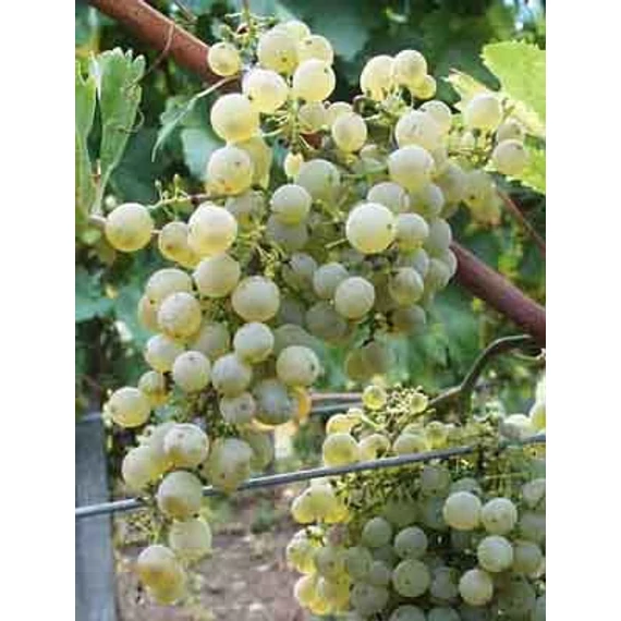 Kéknyelű szőlőoltvány