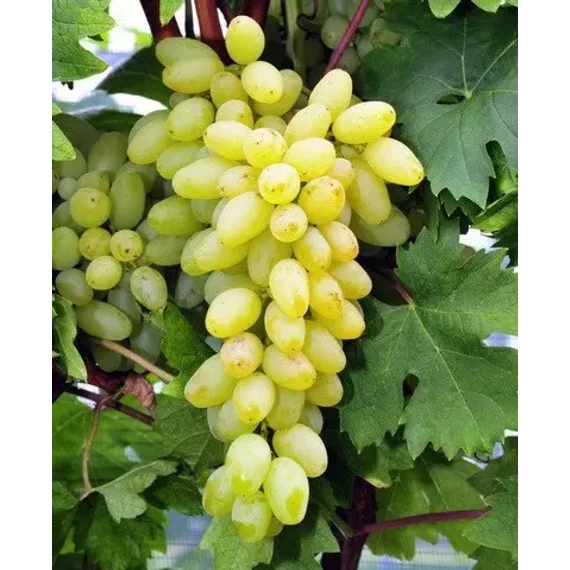 Kismis Cimus szőlőoltvány