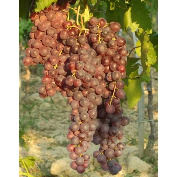 Kismis Moldavszkij szőlőoltvány