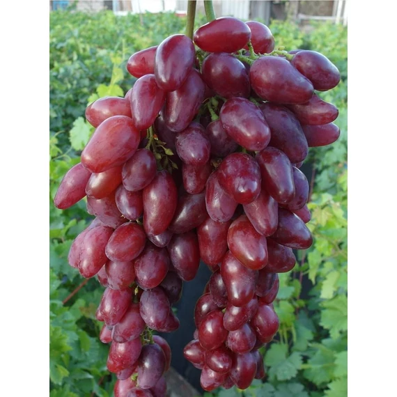  Kismis Roza szőlőoltvány