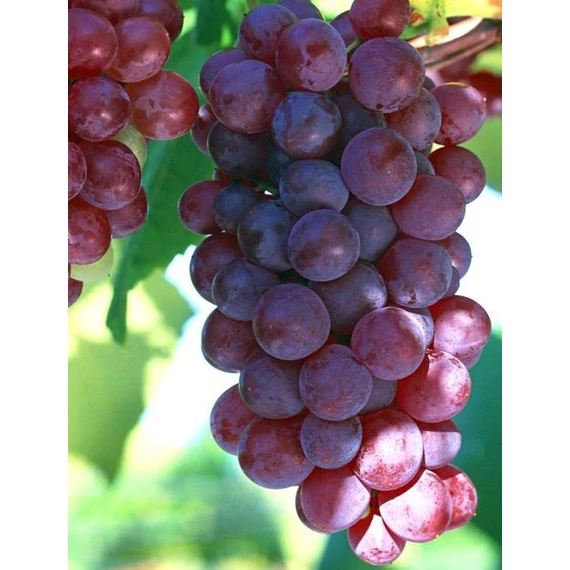 Kósa szőlőoltvány