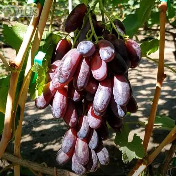 Kraszavcsik szőlőoltvány 