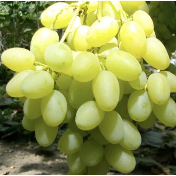 Landis szőlőoltvány