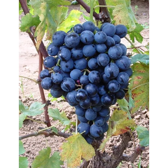 Melinda szőlőoltvány