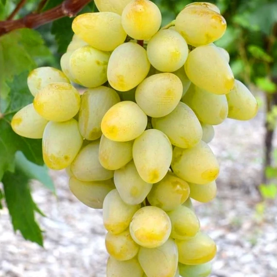 Monarch szőlőoltvány