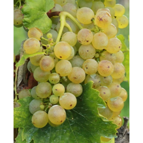 Olaszrizling szőlőoltvány