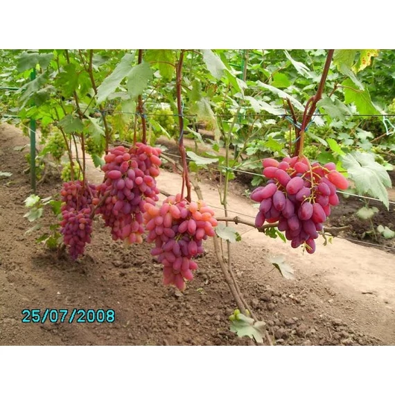 Piszanka szőlőoltvány