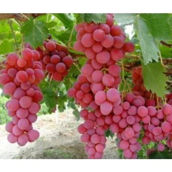 Red Globe szőlőoltvány