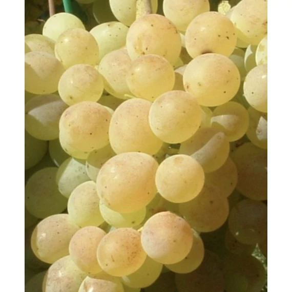 Sarolta szőlőoltvány