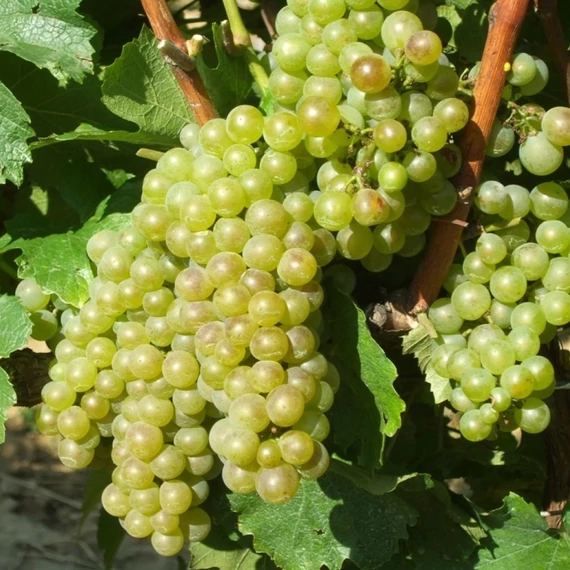 Sauvignon Blanc szőlőoltvány