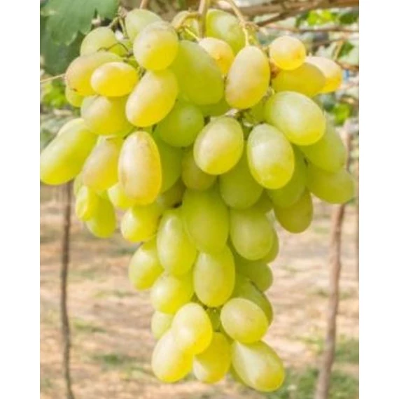 Sicília szőlőoltvány