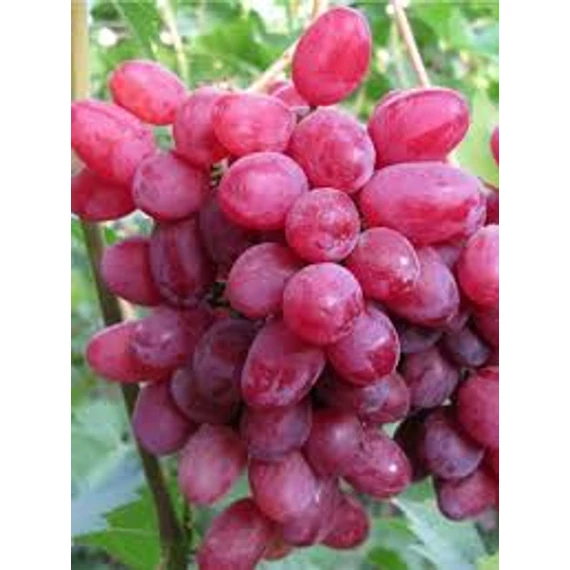 Stella szőlőoltvány