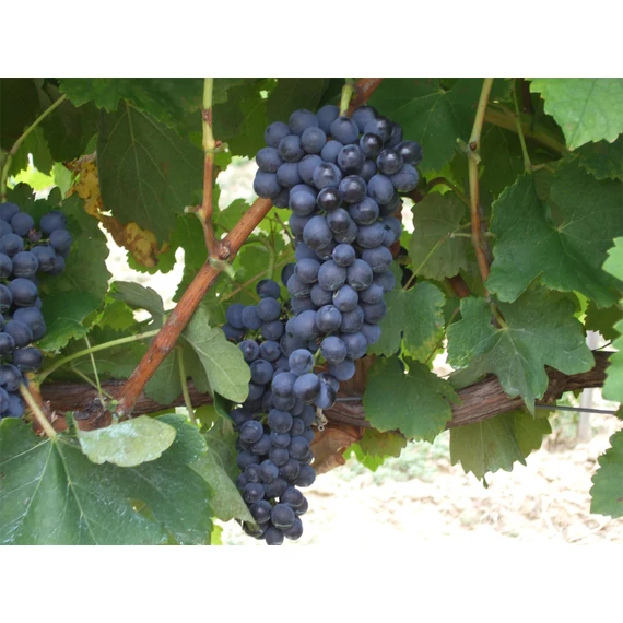 Syrah szőlőoltvány