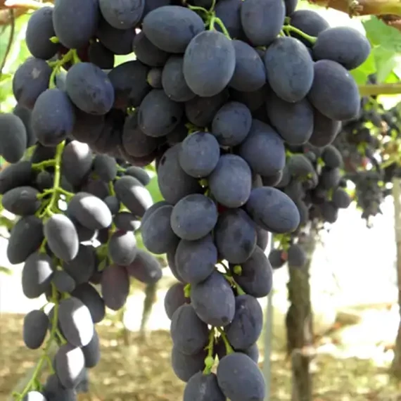 Black Magic szőlőoltvány