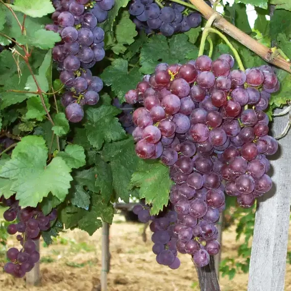 Piros Chasselas szőlőoltvány