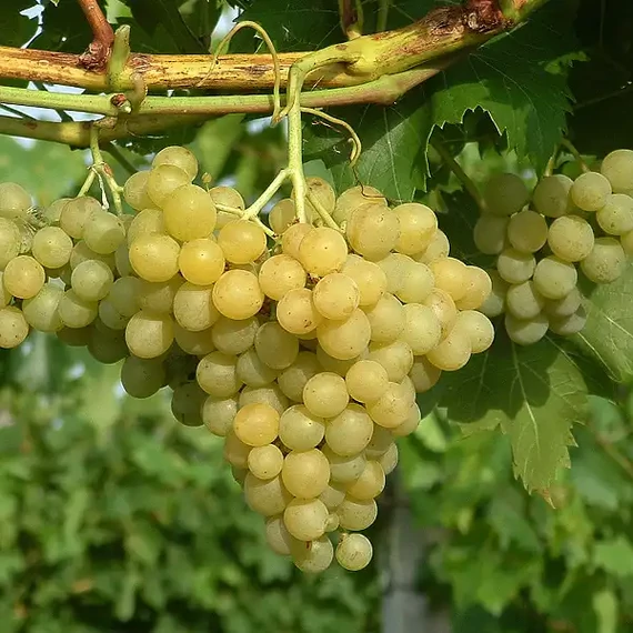 Kozma Pálné muskotály szőlőoltvány