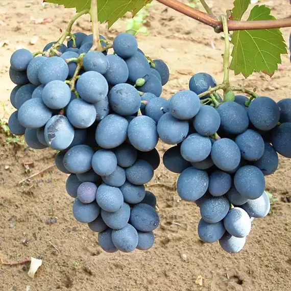 Moldova szőlőoltvány