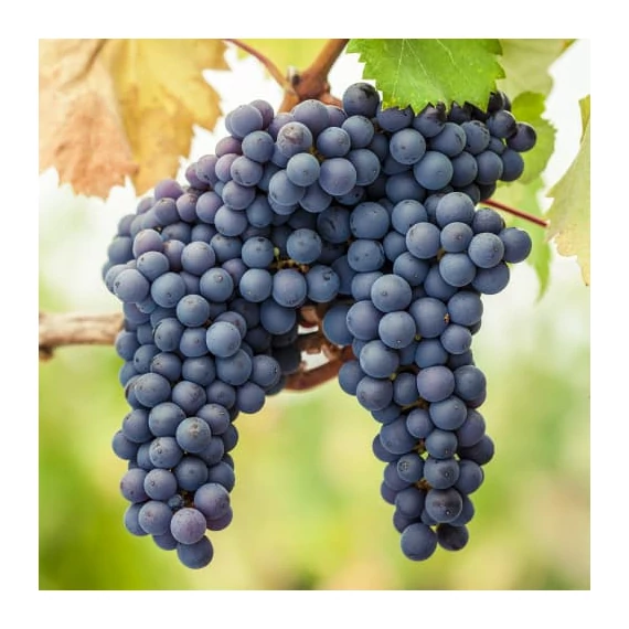 Pinot Noir szőlőoltvány