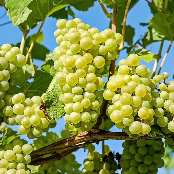 Csabagyöngye szőlőoltvány